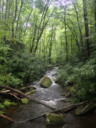 Joyce Kilmer Memorial Forest