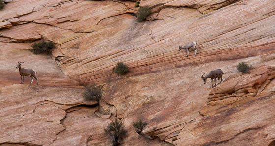 Zion National Park