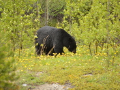 Black Bear