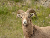 Big Horn Sheep
