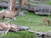 Yellowstone National Park
