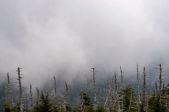 Smokey Mountain National Park