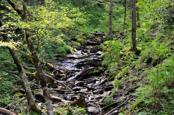 Great Smokey Moutain National Park
