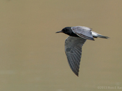 Black Tern in Flight