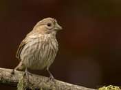 House Finch