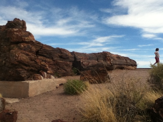 Petrified Forest National Park