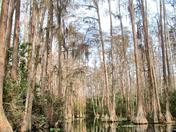 Okefenokee National Wildlife Refuge