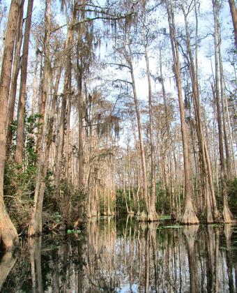 Okefenokee National Wildlife Refuge