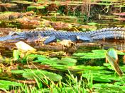 Okefenokee National Wildlife Refuge