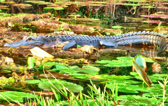 Okefenokee National Wildlife Refuge