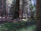 Yosemite, Mariposa Grove