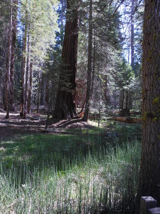 Yosemite, Mariposa Grove