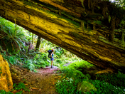 Redwood National Park