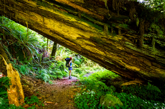 Redwood National Park