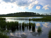 Blackwater National Refuge