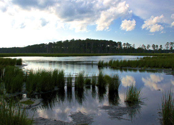 Blackwater National Refuge