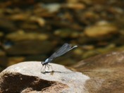 Buffalo National River