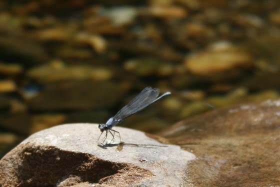 Buffalo National River