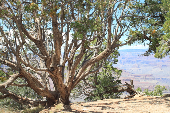 Grand Canyon National Park