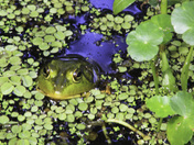 Jean Lafitte National Historic Park & Preserve