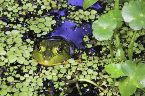Jean Lafitte National Historic Park & Preserve