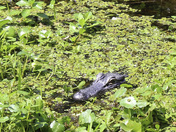 Jean Lafitte National Historic Park & Preserve