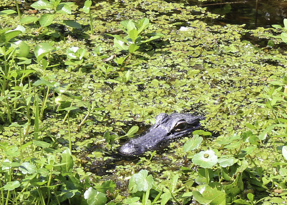 Jean Lafitte National Historic Park & Preserve