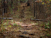 DAVEY CROCKETT NATIONAL FOREST