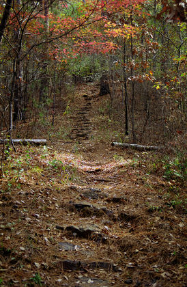 DAVEY CROCKETT NATIONAL FOREST