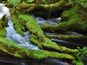 Umpqua National Forest
