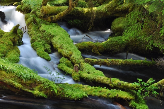 Umpqua National Forest