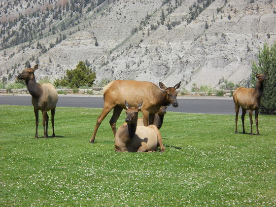 Yellowstone National Park