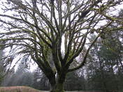 Olympic National Park