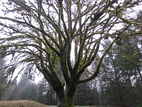 Olympic National Park