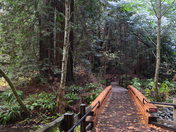 Muir Woods