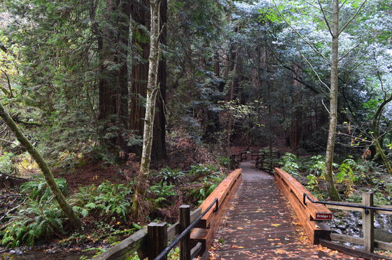 Muir Woods