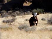gold butte back country byway