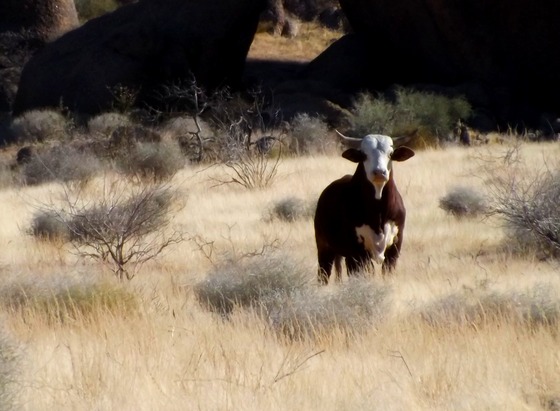 gold butte back country byway