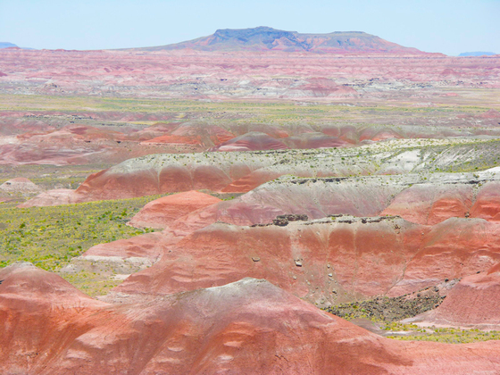 Petrified Forest National Park