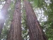 Redwood National Park
