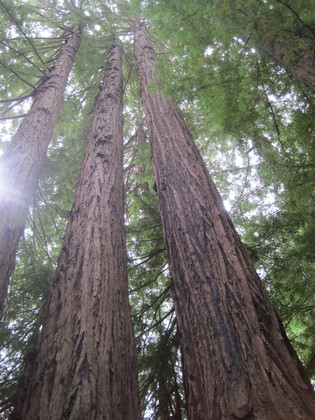 Redwood National Park