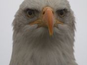 In the Eye of the beholder