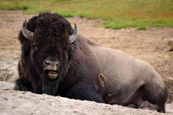 Yellowstone NP
