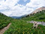 Uncompahgre National Forest