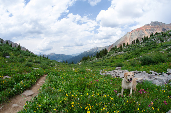 Uncompahgre National Forest