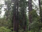 Redwood National Park