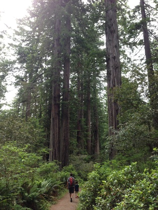 Redwood National Park