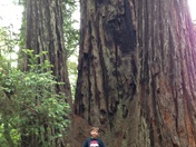 Redwoods National Park