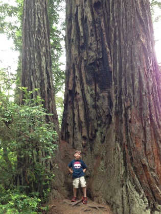 Redwoods National Park