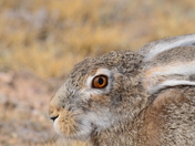 Red Rock Lakes National Wildlife Refuge